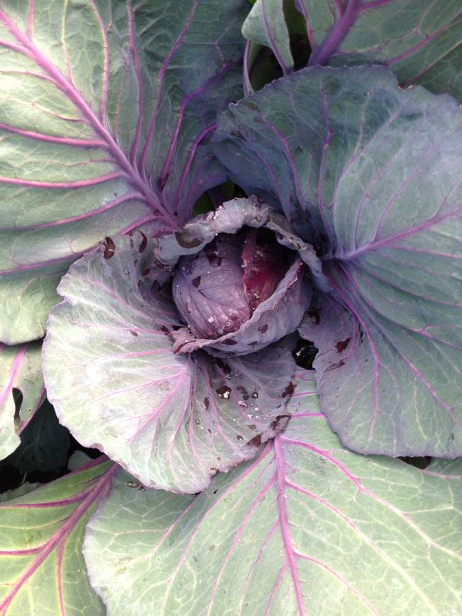 red cabbage